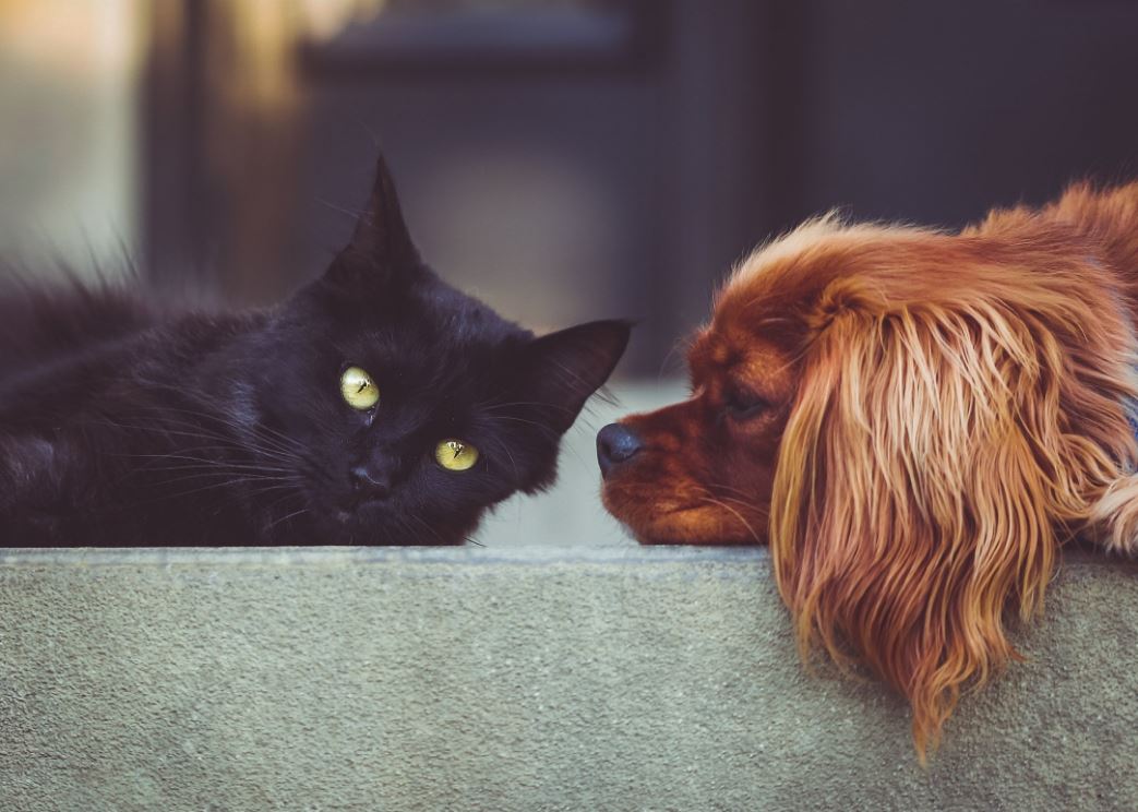 black-cat-and-brown-dog-looking-at-eachother