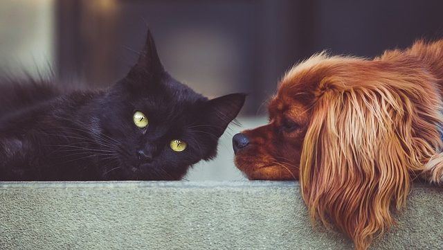 Black cat and brown spaniel dog looking at eachother