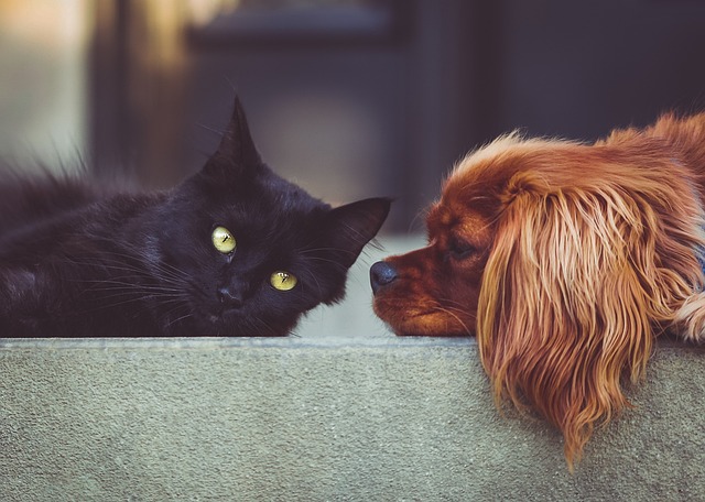 Black cat and brown spaniel dog looking at eachother