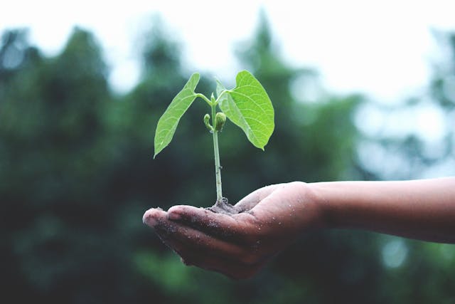 Hand holding small green plant