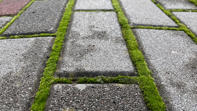 A grey path with a build-up of moss