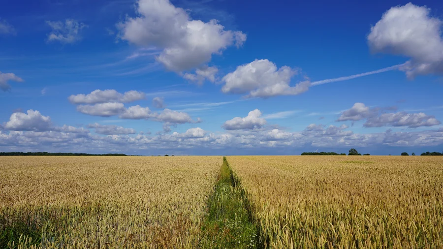 A field divided in the middle