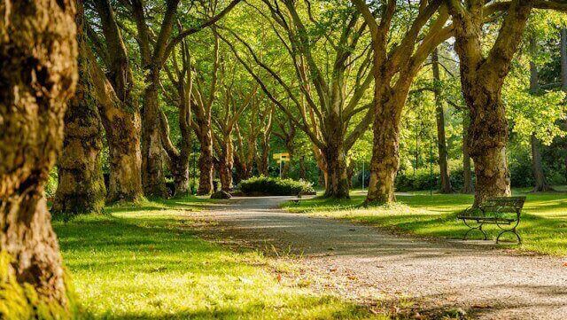Park with trees