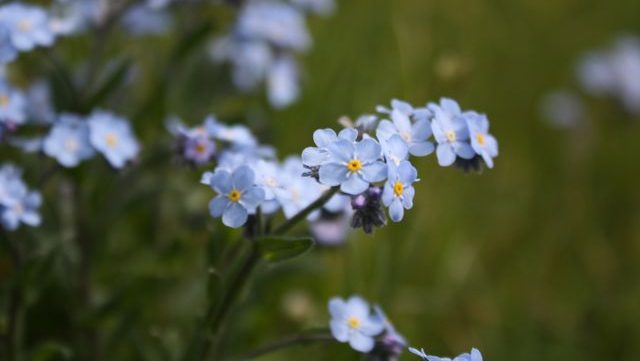 Blue forget-me-nots